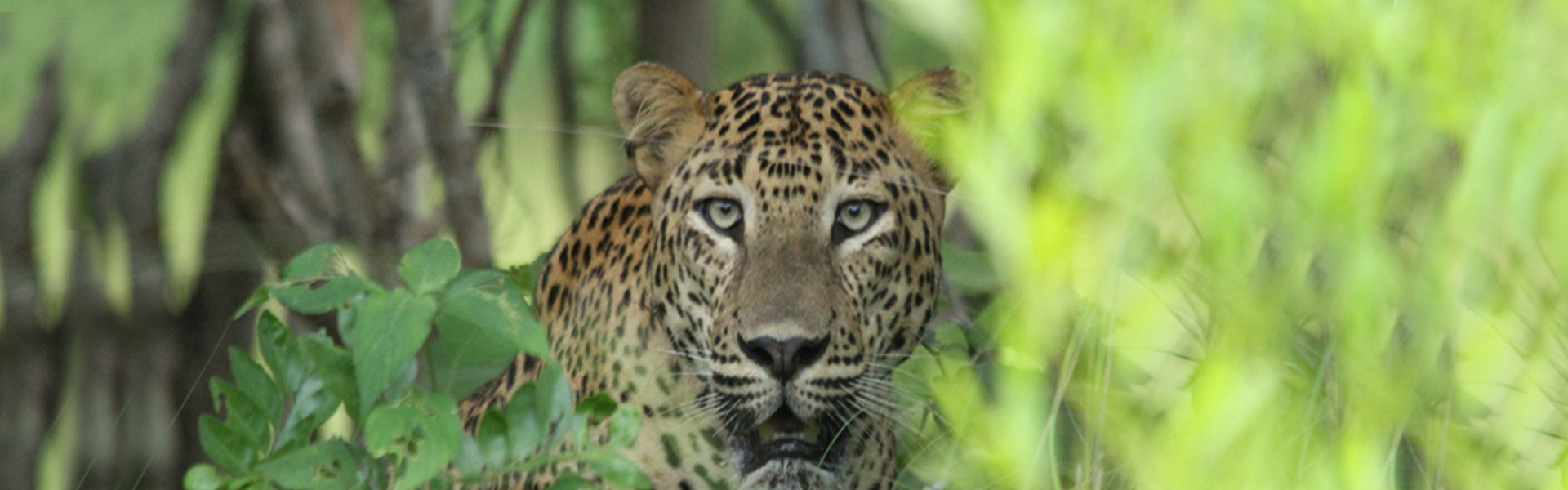 Yala National Park
